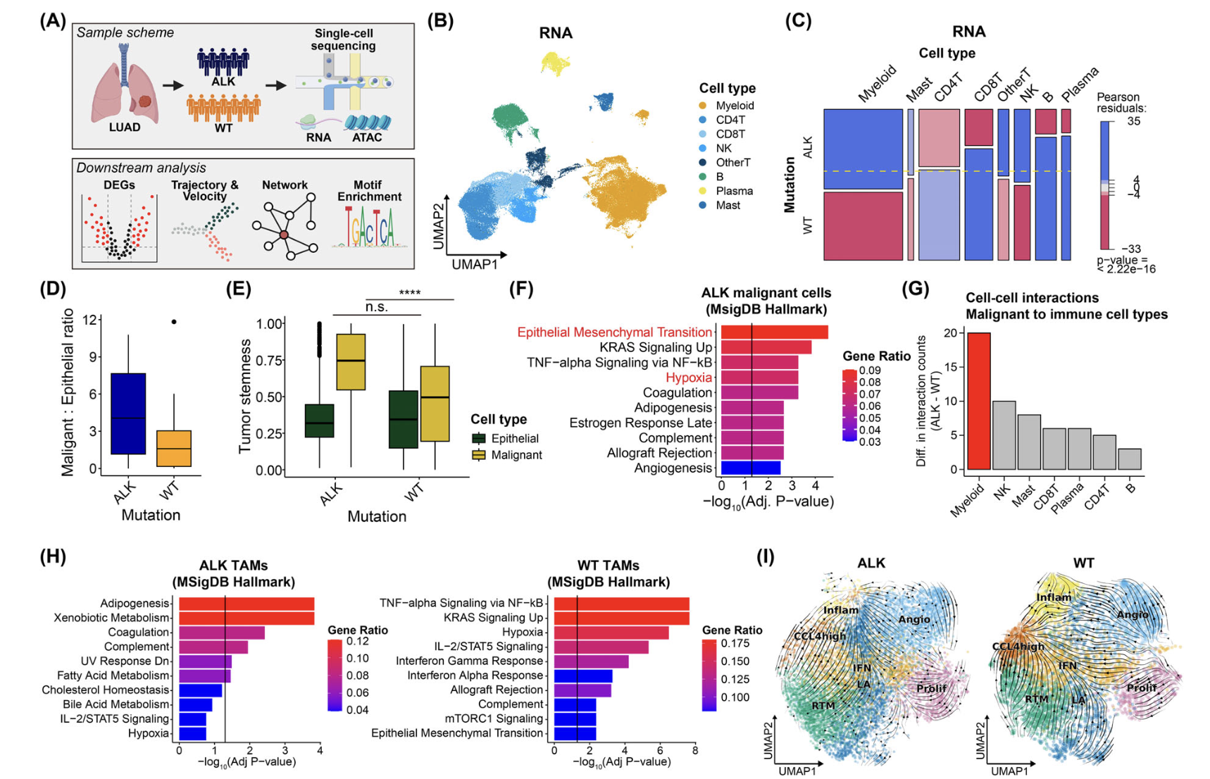 Characterization of Immune Cells in the Tumor Microenvironment (TME)